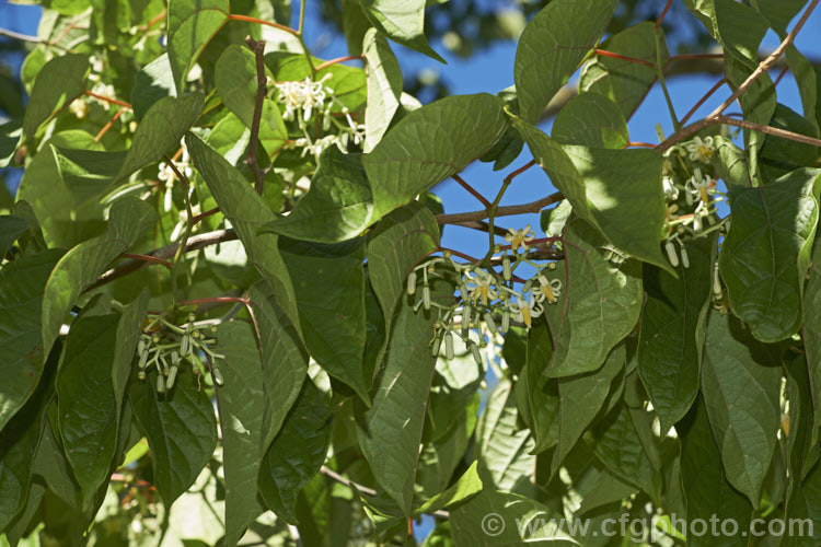 Alangium platanifolium var. macrophyllum, a larger-leafed and broader variety of a Japanese and Korean deciduous tree that can grow to 17m tall It has an attractive tiered growth and habit, with attractive foliage and clusters of small white flowers in summer. alangium-2249htm'>Alangium.