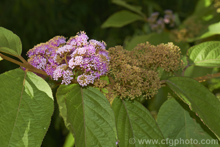 Callicarpa formosana, a temperate. East Asian species of Beauty Berry. It is a deciduous shrub up to 3m high and wide. The pink flowers open from white buds in summer and are followed by densely packed heads of tiny purple berries. It occurs naturally from Taiwan to Japan. callicarpa-2622htm'>Callicarpa.