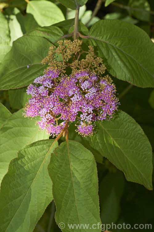 Callicarpa formosana, a temperate. East Asian species of Beauty Berry. It is a deciduous shrub up to 3m high and wide. The pink flowers open from white buds in summer and are followed by densely packed heads of tiny purple berries. It occurs naturally from Taiwan to Japan. callicarpa-2622htm'>Callicarpa.