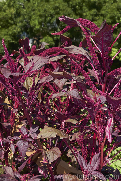 Amaranthus tricolor 'Mekong Red', a Vietnamese cultivar of an annual amaranth native to tropical Asia. In addition to being grown as an ornamental because of its widely variable coloured foliage, selected forms of Amaranthus tricolor are grown as leaf vegetables and 'Mekong Red' is one of these. It can grow to 15m tall Order: Caryophyllales, Family: Amaranthaceae