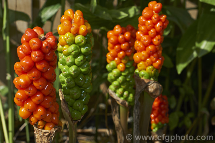 The brightly coloured fruits of Arum italicum, a perennial found in several forms from southern Europe to western Asia. It often naturalises in gardens and can form large patches. The foliage dies away after flowering to leave these fruiting heads standing proud. arum-2367htm'>Arum.