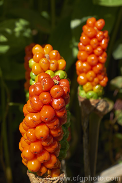 The brightly coloured fruits of Arum italicum, a perennial found in several forms from southern Europe to western Asia. It often naturalises in gardens and can form large patches. The foliage dies away after flowering to leave these fruiting heads standing proud. arum-2367htm'>Arum.