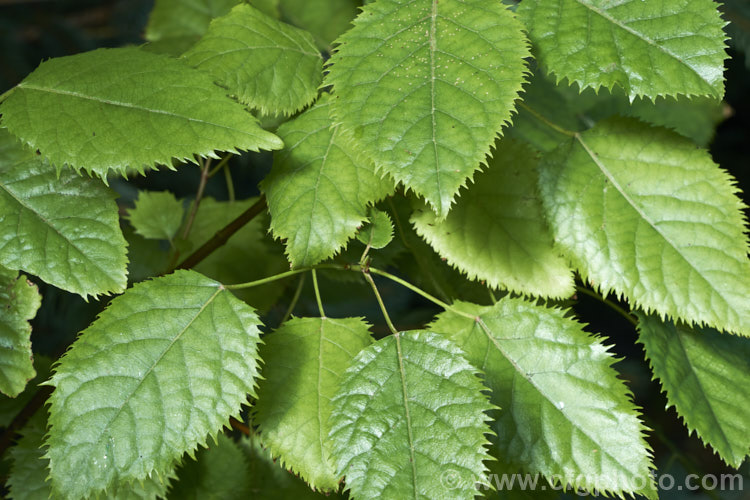 The foliage of Wineberry or Makomako (<i>Aristotelia serrata</i>), an evergreen, 3-9m tall, spring-flowering tree native to New Zealand. The heads of small cherry red flowers are followed on female trees by dark red to black berries. Order: Oxidales, Family: Elaeocarpaceae