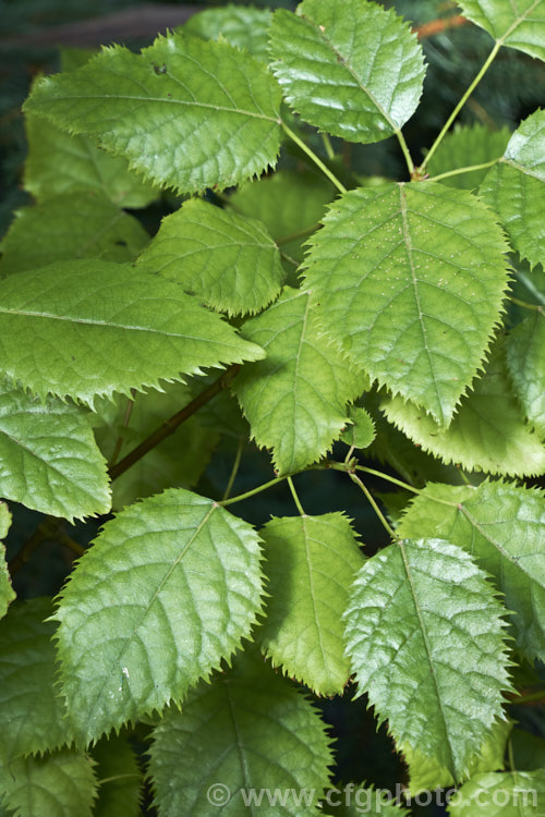 The foliage of Wineberry or Makomako (<i>Aristotelia serrata</i>), an evergreen, 3-9m tall, spring-flowering tree native to New Zealand. The heads of small cherry red flowers are followed on female trees by dark red to black berries. Order: Oxidales, Family: Elaeocarpaceae