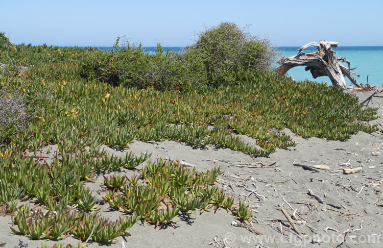 Hottentot. Fig or Iceplant (<i>Carpobrotus edulis</i>), a South African succulent that has naturalised in many areas, particularly near the coast. The flower is followed by an edible watery fruit that resembles a fig with its seed-filled pulp. carpobrotus-2650htm'>Carpobrotus. <a href='aizoaceae-plant-family-photoshtml'>Aizoaceae</a>.