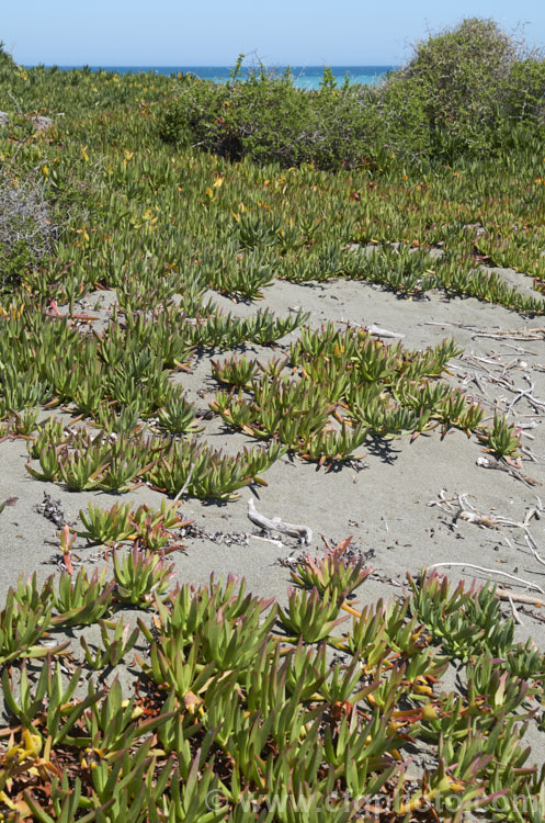 Hottentot. Fig or Iceplant (<i>Carpobrotus edulis</i>), a South African succulent that has naturalised in many areas, particularly near the coast. The flower is followed by an edible watery fruit that resembles a fig with its seed-filled pulp. carpobrotus-2650htm'>Carpobrotus. <a href='aizoaceae-plant-family-photoshtml'>Aizoaceae</a>.