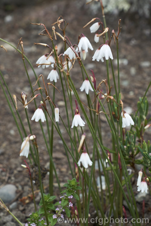 Autumn Snowdrop (<i>Acis autumnalis</i> [syn. <i>Leucojum autumnale</i>]), an autumn-flowering bulbous perennial from western Europe, including the Mediterranean islands. It prefers fairly dry conditions and is usually cultivated in rockeries. Order: Asparagales, Family: Amaryllidaceae