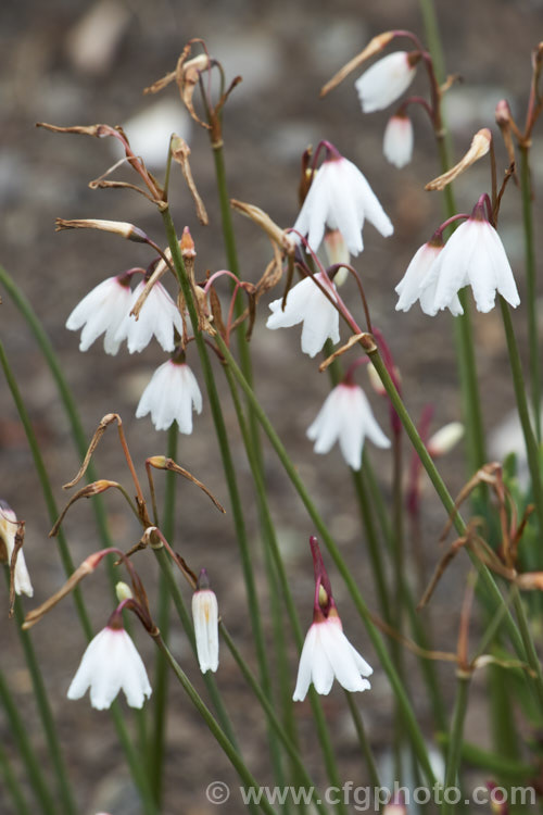 Autumn Snowdrop (<i>Acis autumnalis</i> [syn. <i>Leucojum autumnale</i>]), an autumn-flowering bulbous perennial from western Europe, including the Mediterranean islands. It prefers fairly dry conditions and is usually cultivated in rockeries. Order: Asparagales, Family: Amaryllidaceae