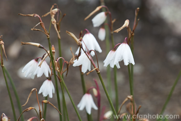 Autumn Snowdrop (<i>Acis autumnalis</i> [syn. <i>Leucojum autumnale</i>]), an autumn-flowering bulbous perennial from western Europe, including the Mediterranean islands. It prefers fairly dry conditions and is usually cultivated in rockeries. Order: Asparagales, Family: Amaryllidaceae