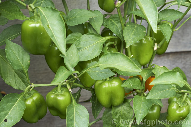 Bell Pepper or Capsicum (<i>Capsicum annuum cultivar</i>), a non-pungent type of pepper, the fruit of which ripens to any of a range of colours from chocolate brown and yellow through all shades of red and orange. The y can also be used while still green. These peppers are sometimes known as sweet peppers to differentiate them from the hot chilli peppers. Order: Solanales, Family: Solanaceae