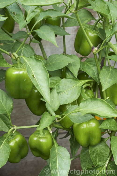 Bell Pepper or Capsicum (<i>Capsicum annuum cultivar</i>), a non-pungent type of pepper, the fruit of which ripens to any of a range of colours from chocolate brown and yellow through all shades of red and orange. The y can also be used while still green. These peppers are sometimes known as sweet peppers to differentiate them from the hot chilli peppers. Order: Solanales, Family: Solanaceae