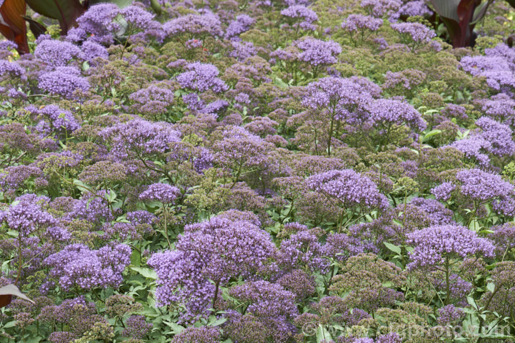 Trachelium caeruleum 'Passion in Violet', a compact strain of a woody-stemmed western and central Mediterranean perennial that is often treated as a summer annual 'Passion in Violet' is around 40cm high, as opposed to the species, which can grow to over 1m tall trachelium-3361htm'>Trachelium. <a href='campanulaceae-plant-family-photoshtml'>Campanulaceae</a>.