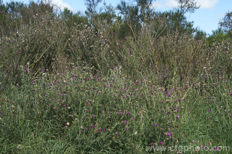 Nodding Thistle or Musk Thistle (<i>Carduus nutans</i>), a biennial thistle native to Eurasia but now a widespread weed in many temperate and subtropical areas of both hemispheres. It can grow to as much as 15m tall, is spiny all-over and the flowerheads are usually nodding, though they can be held horizontal or semi-erect. Order: Asterales, Family: Asteraceae