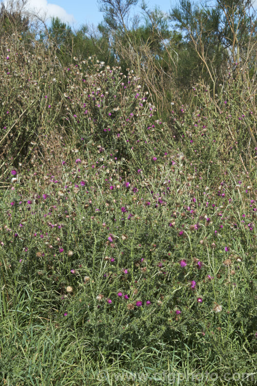 Nodding Thistle or Musk Thistle (<i>Carduus nutans</i>), a biennial thistle native to Eurasia but now a widespread weed in many temperate and subtropical areas of both hemispheres. It can grow to as much as 15m tall, is spiny all-over and the flowerheads are usually nodding, though they can be held horizontal or semi-erect. Order: Asterales, Family: Asteraceae