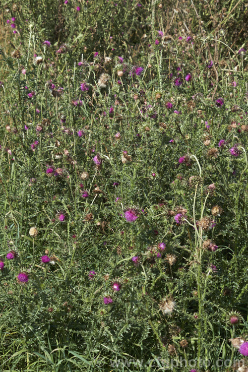 Nodding Thistle or Musk Thistle (<i>Carduus nutans</i>), a biennial thistle native to Eurasia but now a widespread weed in many temperate and subtropical areas of both hemispheres. It can grow to as much as 15m tall, is spiny all-over and the flowerheads are usually nodding, though they can be held horizontal or semi-erect. Order: Asterales, Family: Asteraceae