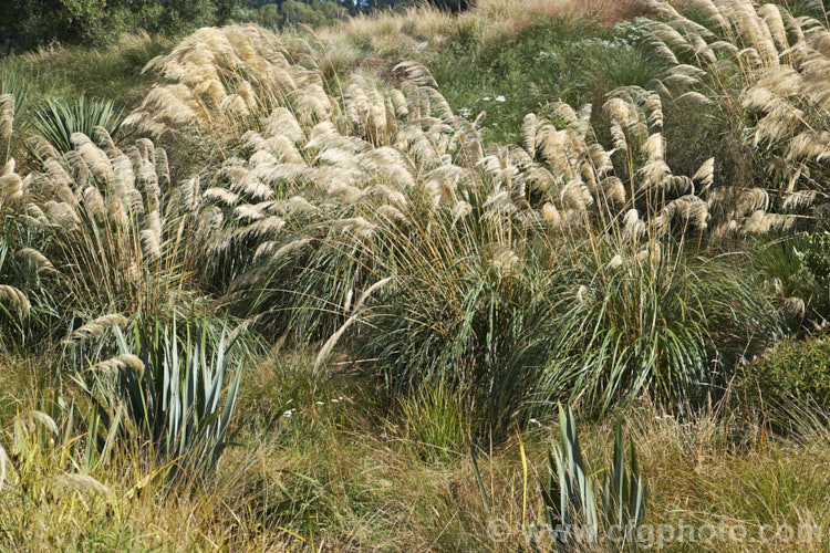 Toe. Toe (<i>Austroderia richardii [syn. Cortaderia richardii]), a 2-3m tall grass native to New Zealand It is superficially similar to the South American pampas grass (<i>Cortaderia selloana</i>) but has narrower leaves and less densely packed flower plumes. austroderia-3545htm'>Austroderia. .