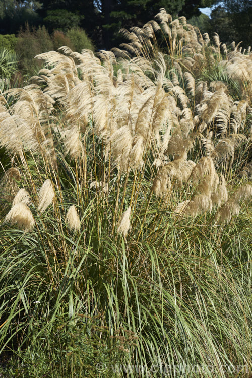 Toe. Toe (<i>Austroderia richardii [syn. Cortaderia richardii]), a 2-3m tall grass native to New Zealand It is superficially similar to the South American pampas grass (<i>Cortaderia selloana</i>) but has narrower leaves and less densely packed flower plumes. austroderia-3545htm'>Austroderia. .