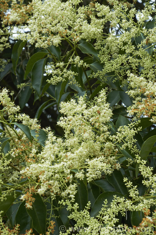 The flowers of California. Privet (<i>Ligustrum ovalifolium</i>), an evergreen shrub to 4m tall that despite its common name is native to Japan. The panicles of white flowers that appear in spring and early summer have a slightly unpleasant scent. The flowers are followed by glossy black berries that can be abundant and which often last well into winter. This species is often used for hedging. ligustrum-3093htm'>Ligustrum. <a href='oleaceae-plant-family-photoshtml'>Oleaceae</a>.