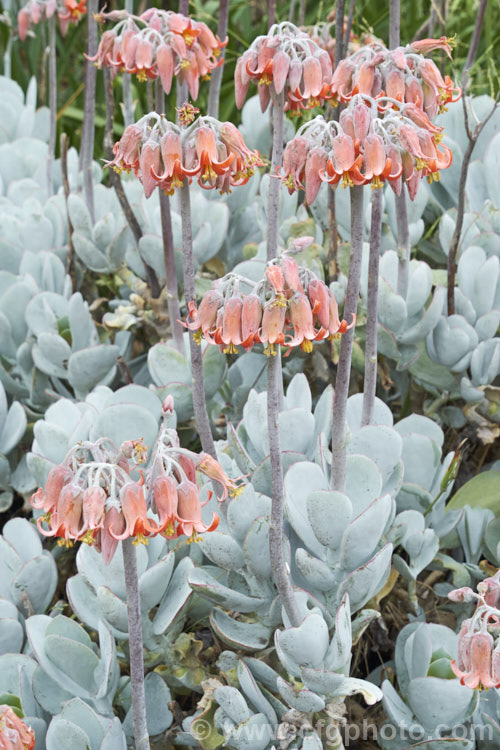 Cotyledon orbiculata, a South African succulent that naturalises freely and which has become something of a weed in many dry temperate regions. cotyledon-2670htm'>Cotyledon. <a href='crassulaceae-plant-family-photoshtml'>Crassulaceae</a>.