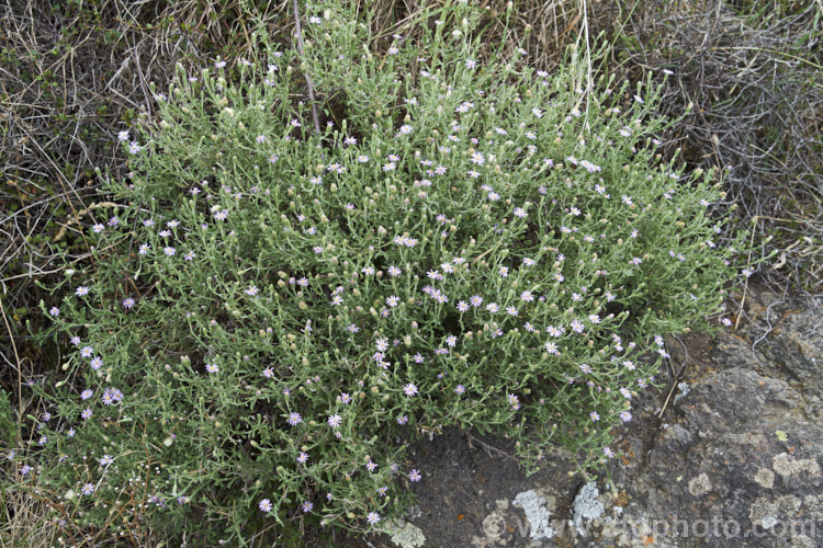 Purple Fuzzweed (<i>Vittadinia gracilis [syn. Euryobiopsis gracilis]), a small, summer-flowering daisy originally native to southeastern Australia but now quite common in rocky terrain in New Zealand's South Island, where other. Vittadinia species occur naturally. vittadinia-3607htm'>Vittadinia.