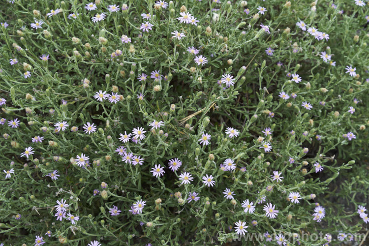 Purple Fuzzweed (<i>Vittadinia gracilis [syn. Euryobiopsis gracilis]), a small, summer-flowering daisy originally native to southeastern Australia but now quite common in rocky terrain in New Zealand's South Island, where other. Vittadinia species occur naturally. vittadinia-3607htm'>Vittadinia.