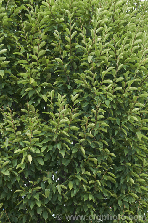 The summer foliage of 'Frans. Fontaine'. Hornbeam (<i>Carpinus betulus 'Frans. Fontaine'), a fastigiate (narrow</i>) cultivar of a deciduous tree up to 20m tall found through much of Eurasia 'Frans. Fontaine' maintains its narrow habit into adulthood, unlike the cultivar 'Fastigiata', which becomes pyramidal with age. Order: Fagales, Family: Betulaceae