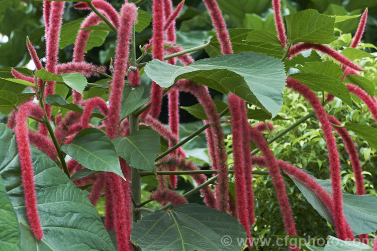 Red Hot Cat's Tail (<i>Acalypha hispida</i>), a long-flowering evergreen shrub that grows to around 4m tall, with floral catkins to 50cm long. It is native to New Guinea and Malaysia, and outside the tropics it is usually seen as a house or greenhouse plant. Order: Malpighiales, Family: Euphorbiaceae