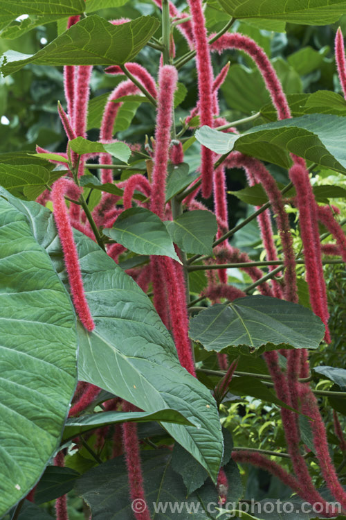 Red Hot Cat's Tail (<i>Acalypha hispida</i>), a long-flowering evergreen shrub that grows to around 4m tall, with floral catkins to 50cm long. It is native to New Guinea and Malaysia, and outside the tropics it is usually seen as a house or greenhouse plant. Order: Malpighiales, Family: Euphorbiaceae