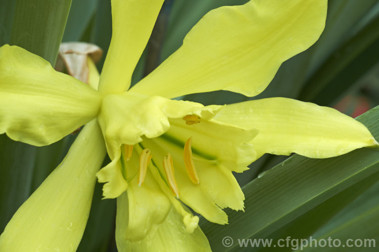 Giant Peruvian. Daffodil (<i>Paramongaia weberbaueri</i>), a bulb of the Amaryllis family (<i>Amaryllidaceae</i>) that resembles a very large daffodil, both in flower and foliage. Its flower are scented but regrettably the petals often start to brown quite soon after the flower opens. There are two forms: one winter-flowering that is native to coastal. Peru; and a summer-flowering form that occurs in the Peruvian. Andes at elevations up to 3000m. paramongaia-3467htm'>Paramongaia.