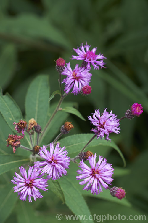 Vernonia arkansana (syn. Vernonia crinita</i>), a late-summer to autumn-flowering perennial daisy native to the south-central United States. It can grow to as much as 3m tall and thrives in moist areas, such as pond margins. vernonia-3386htm'>Vernonia.