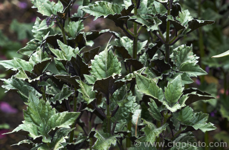 Plectranthus 'Velvet Elvis', a showy foliage hybrid with very dark, almost black, undersides to its dark green leaves. The purple flowers are attractive but very much a secondary feature. It has an upright but compact growth habit, to 80cm tall, and is sometimes listed under. Plectranthus saccatus, but is more likely a hybrid plectranthus-2744htm'>Plectranthus.