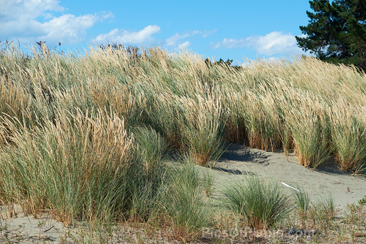 European Marram Grass or European Beach Grass (<i>Ammophila arenaria</i>), a coastal grass that builds and retains sand dunes due to the way it traps sand around the base of the foliage. Its native range is the coastal. North Atlantic, but is has been widely introduced in many areas for dune stabilisation. However, its invasive tendencies have given it a bad reputation for displacing native grasses. Order: Poales, Family: Poaceae