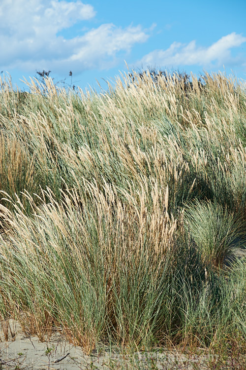 European Marram Grass or European Beach Grass (<i>Ammophila arenaria</i>), a coastal grass that builds and retains sand dunes due to the way it traps sand around the base of the foliage. Its native range is the coastal. North Atlantic, but is has been widely introduced in many areas for dune stabilisation. However, its invasive tendencies have given it a bad reputation for displacing native grasses. Order: Poales, Family: Poaceae