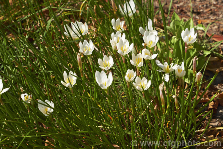 Zephyranthes candida, a late summer- to autumn-flowering bulb native to Uruguay and Argentina. The flowers are up to 5cm wide and may be white or slightly pink-tinted. Order: Asparagales, Family: Amaryllidaceae