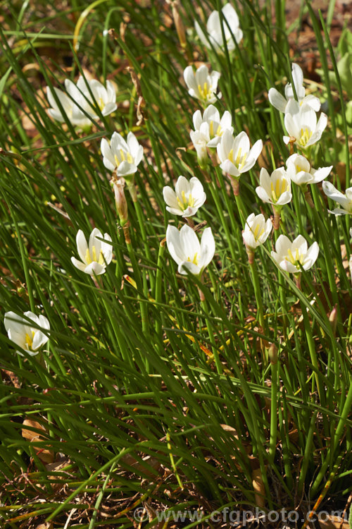 Zephyranthes candida, a late summer- to autumn-flowering bulb native to Uruguay and Argentina. The flowers are up to 5cm wide and may be white or slightly pink-tinted. Order: Asparagales, Family: Amaryllidaceae