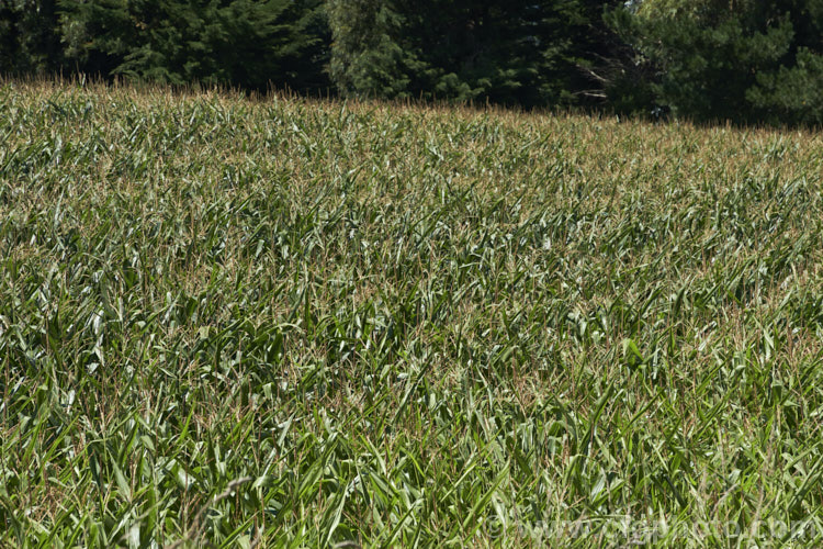 Maize or Corn (<i>Zea mays</i>), a robust annual grass from Central America grown for its edible seed heads (cobs</i>). There are many cultivars. Although scientifically the same species as Sweet Corn, the two plants differ considerably in the size and flavour of their cobs or seedheads. Order: Poales, Family: Poaceae