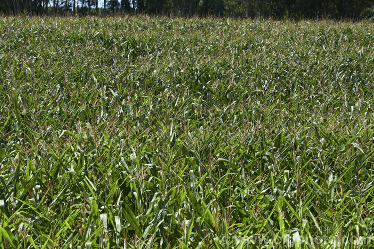 Maize or Corn (<i>Zea mays</i>), a robust annual grass from Central America grown for its edible seed heads (cobs</i>). There are many cultivars. Although scientifically the same species as Sweet Corn, the two plants differ considerably in the size and flavour of their cobs or seedheads. Order: Poales, Family: Poaceae