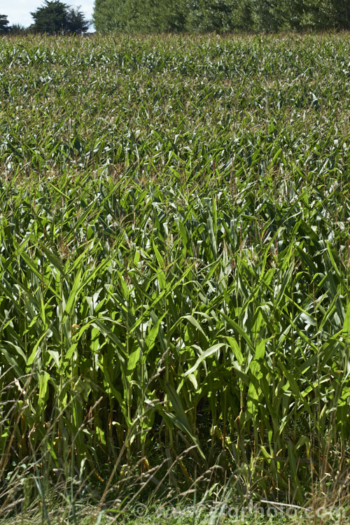 Maize or Corn (<i>Zea mays</i>), a robust annual grass from Central America grown for its edible seed heads (cobs</i>). There are many cultivars. Although scientifically the same species as Sweet Corn, the two plants differ considerably in the size and flavour of their cobs or seedheads. Order: Poales, Family: Poaceae