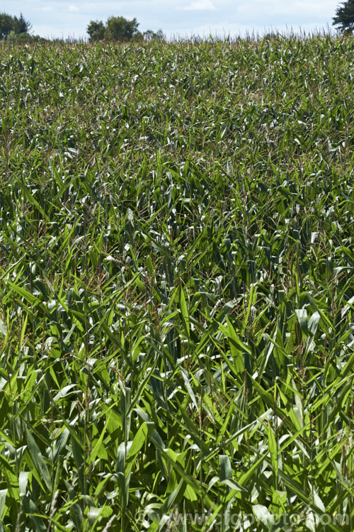 Maize or Corn (<i>Zea mays</i>), a robust annual grass from Central America grown for its edible seed heads (cobs</i>). There are many cultivars. Although scientifically the same species as Sweet Corn, the two plants differ considerably in the size and flavour of their cobs or seedheads. Order: Poales, Family: Poaceae