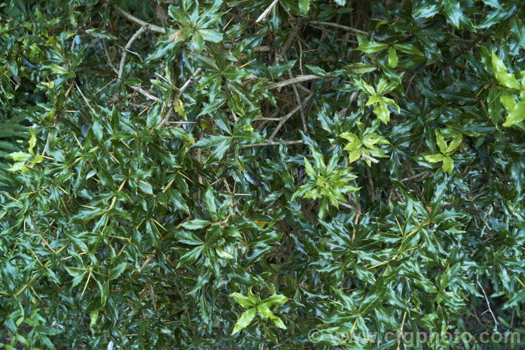 The late summer foliage of Berberis replicata, an evergreen spring-flowering shrub native to Yunnan, China. It grows to around 25m tall and wide, has a rather arching habit and is armed with fierce spines in groups of three. berberis-2186htm'>Berberis. Order: Ranunculales, Family: Berberidaceae