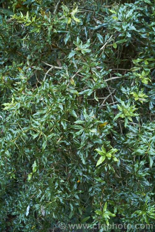 The late summer foliage of Berberis replicata, an evergreen spring-flowering shrub native to Yunnan, China. It grows to around 25m tall and wide, has a rather arching habit and is armed with fierce spines in groups of three. berberis-2186htm'>Berberis. Order: Ranunculales, Family: Berberidaceae