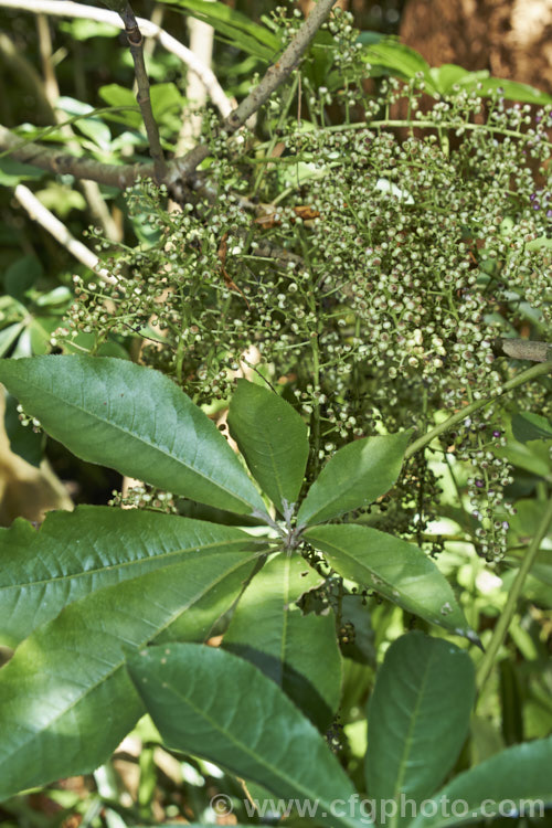 Pate or Patete (<i>Schefflera digitata</i>), an evergreen shrub or small tree up to 8m tall It occurs in forest areas of all the main islands of New Zealand, preferring a near-frost-free climate. Its sprays of small green flowers are followed by the purple-pink-tinted fruits seen here. schefflera-2489htm'>Schefflera. Order: Apiales, Family: Araliaceae