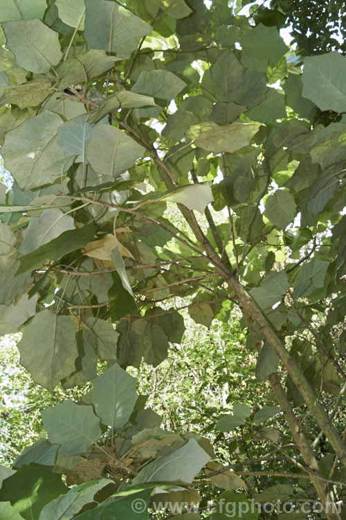 Undersides of the foliage of Rangiora (<i>Brachyglottis repanda</i>), a large-leaved, 25-6m tall, spring-flowering, evergreen shrub or small tree native to New Zealand. The tiny, cream, daisy-like flowers are massed in panicles. The large leaves with their felted undersides give rise to one of the plant's common names: bushman's toilet paper. brachyglottis-2162htm'>Brachyglottis.