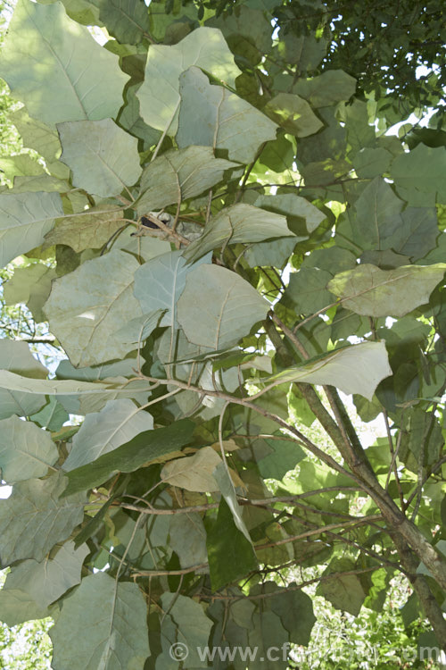 Undersides of the foliage of Rangiora (<i>Brachyglottis repanda</i>), a large-leaved, 25-6m tall, spring-flowering, evergreen shrub or small tree native to New Zealand. The tiny, cream, daisy-like flowers are massed in panicles. The large leaves with their felted undersides give rise to one of the plant's common names: bushman's toilet paper. brachyglottis-2162htm'>Brachyglottis.