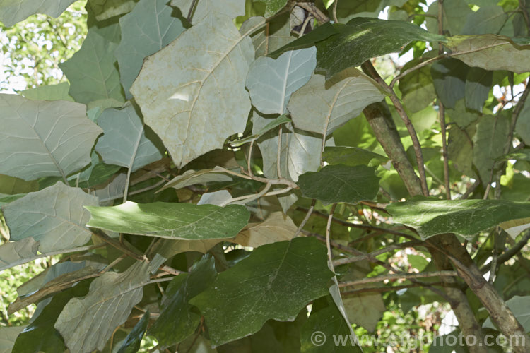 Undersides of the foliage of Rangiora (<i>Brachyglottis repanda</i>), a large-leaved, 25-6m tall, spring-flowering, evergreen shrub or small tree native to New Zealand. The tiny, cream, daisy-like flowers are massed in panicles. The large leaves with their felted undersides give rise to one of the plant's common names: bushman's toilet paper. brachyglottis-2162htm'>Brachyglottis.