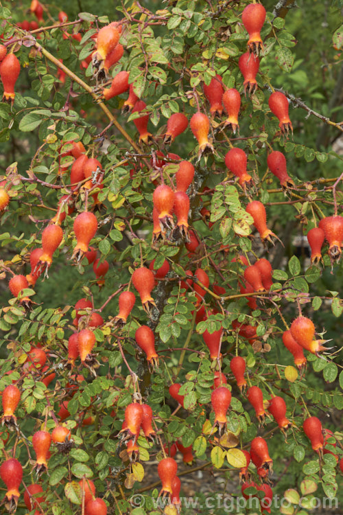 The abundant and showy, orange, bristly hips of Rosa moyesii, a 2-35m shrub rose from western China. It was discovered by EH. Wilson in 1903 and has produced several garden cultivars. Order: Rosales, Family: Rosaceae