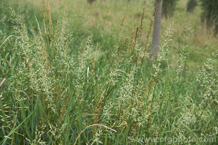 The ripening seedheads of False Oat. Grass, Tall Oat. Grass or Onion. Twitch (<i>Arrhenatherum elatius</i>), a perennial Eurasian grass that can grow to 15m tall, flowering mainly in summer and autumn. It is widely naturalised and can be found in pastures and is sometimes grown as an ornamental. arrhenatherum-3609htm'>Arrhenantherum. .