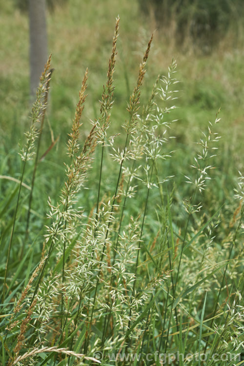 The ripening seedheads of False Oat. Grass, Tall Oat. Grass or Onion. Twitch (<i>Arrhenatherum elatius</i>), a perennial Eurasian grass that can grow to 15m tall, flowering mainly in summer and autumn. It is widely naturalised and can be found in pastures and is sometimes grown as an ornamental. arrhenatherum-3609htm'>Arrhenantherum. .