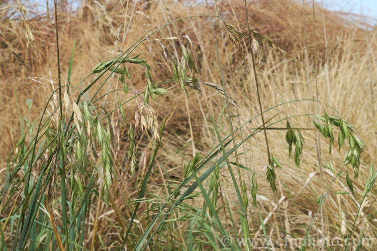 Ripening seedhead of Prairie. Grass (<i>Bromus willdenowii</i>), a South American perennial grass that is now widely naturalised and often grown in hay pastures. Although strong-growing, Prairie. Grass suffers in damp conditions and is prone to fungal problems. Its fruits can be a nuisance as they lodge themselves in socks and are uncomfortably sharp. bromus-2608htm'>Bromus. .