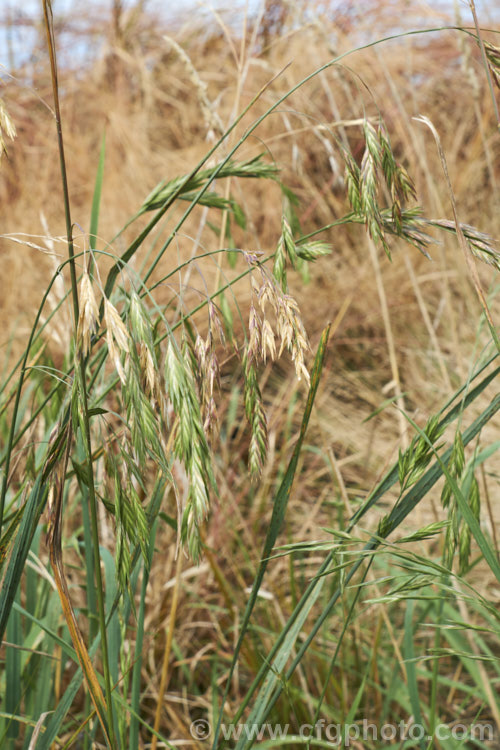 Ripening seedhead of Prairie. Grass (<i>Bromus willdenowii</i>), a South American perennial grass that is now widely naturalised and often grown in hay pastures. Although strong-growing, Prairie. Grass suffers in damp conditions and is prone to fungal problems. Its fruits can be a nuisance as they lodge themselves in socks and are uncomfortably sharp . bromus-2608htm'>Bromus. .